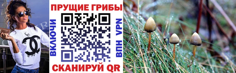 купить наркоту ссылка на мегу рабочий сайт Псилоцибиновые грибы GOLDEN TEACHER Мещовск